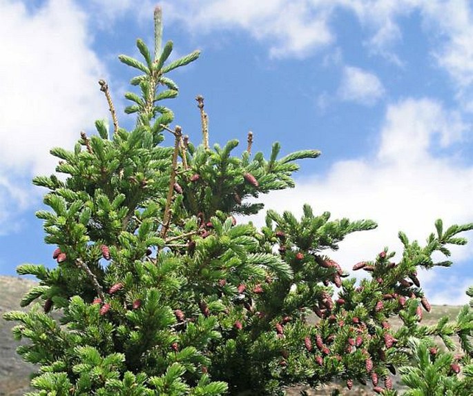 Picea engelmannii