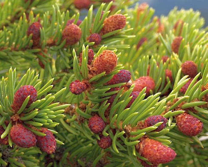 Picea engelmannii