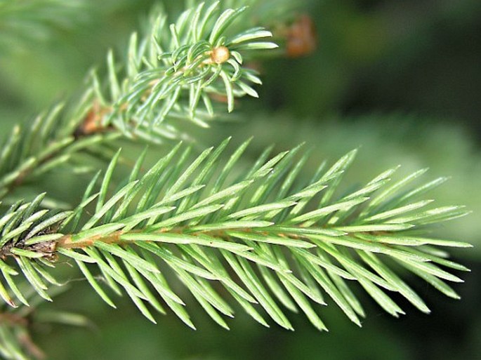 Picea mariana