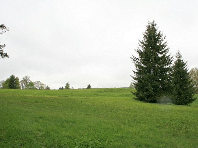 Hořečková louka na Pile