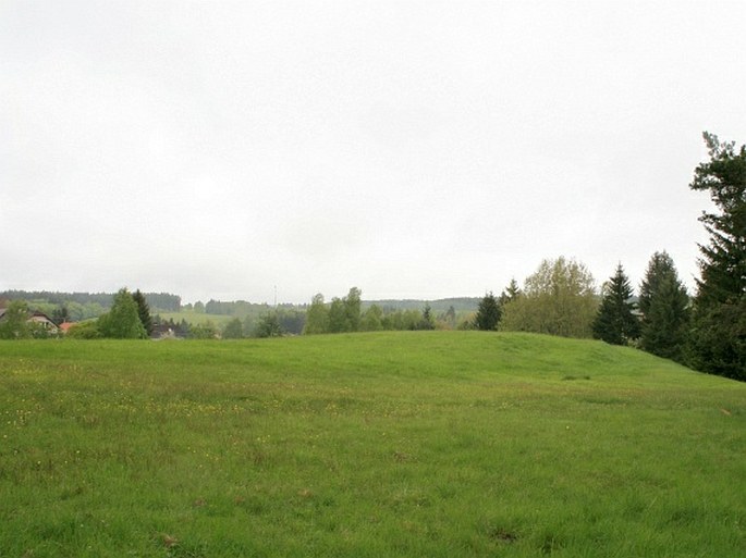 Hořečková louka na Pile