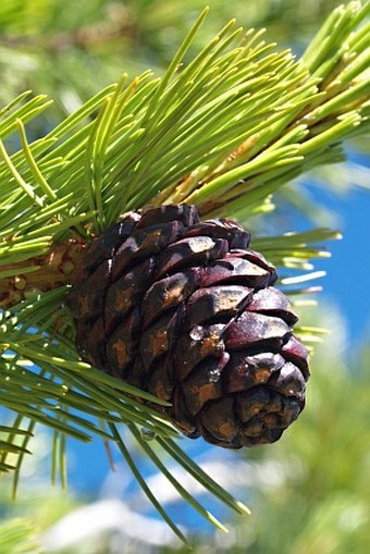 Pinus albicaulis