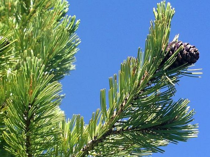 PINUS ALBICAULIS Engelm. – borovice bělokmenná / borovica