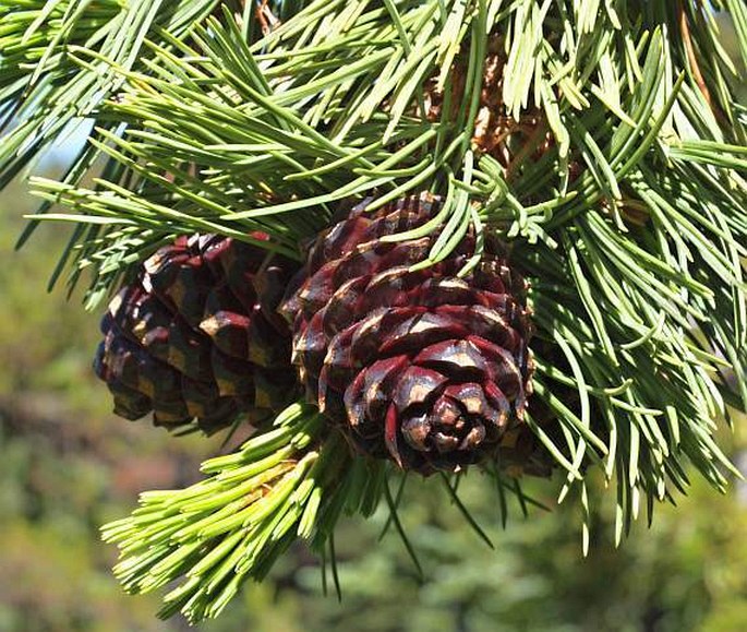 Pinus albicaulis