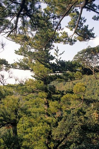 Pinus amamiana