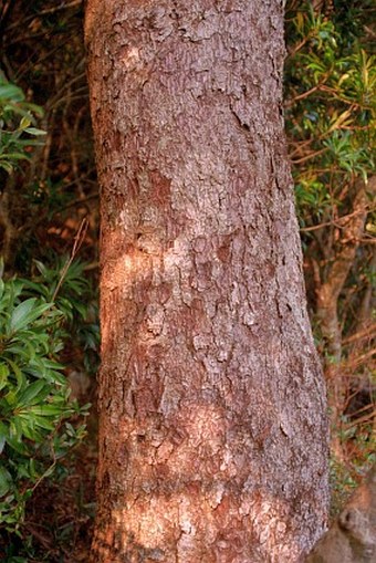 Pinus amamiana