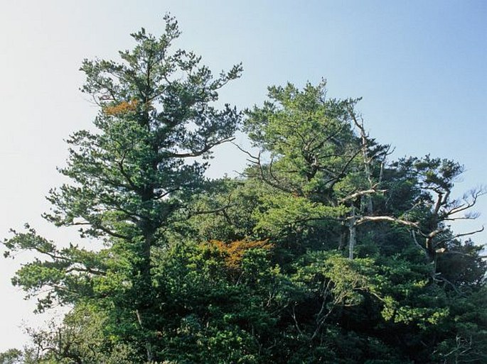Pinus amamiana