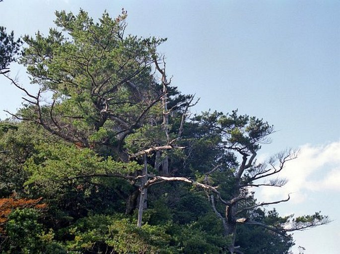 Pinus amamiana