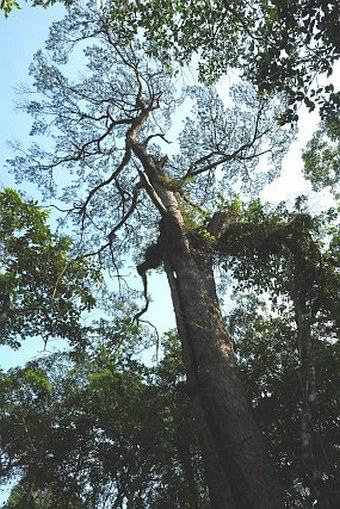 Pinus anemophila