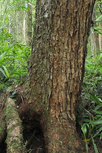 Pinus anemophila