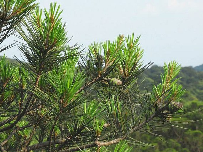 PINUS ANEMOPHILA Businský – borovice větromilná / borovica