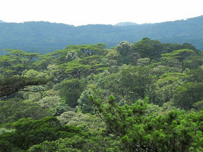 Pinus anemophila