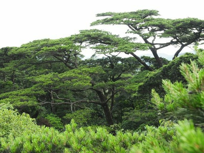 Pinus anemophila