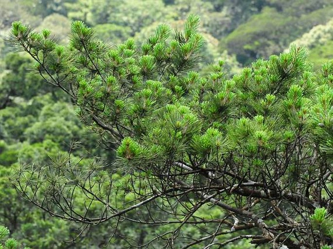 Pinus anemophila