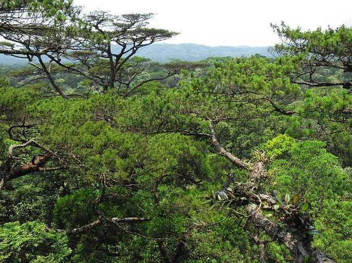 Pinus anemophila