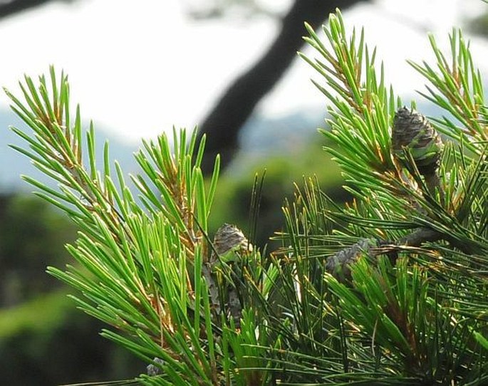 Pinus anemophila