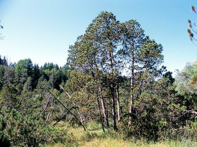 PINUS ×ASCENDENS Businský – borovice vystoupavá / borovica vystúpavá