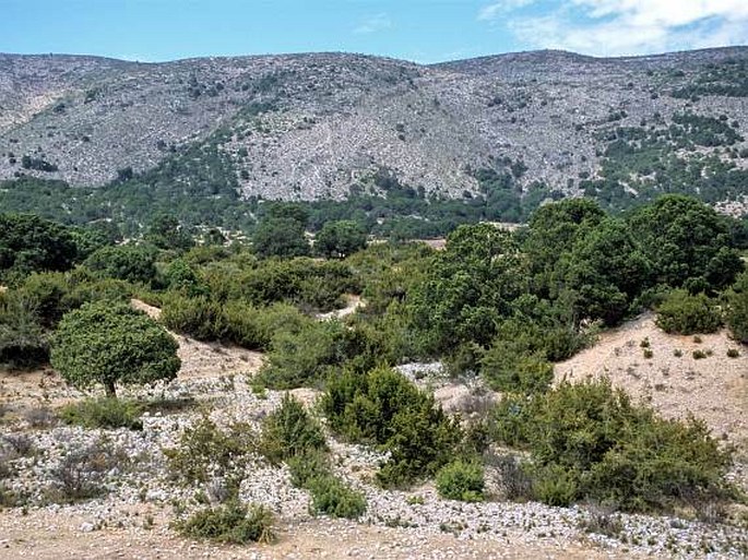 Pinus cembroides