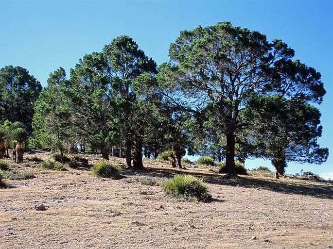 Pinus cembroides