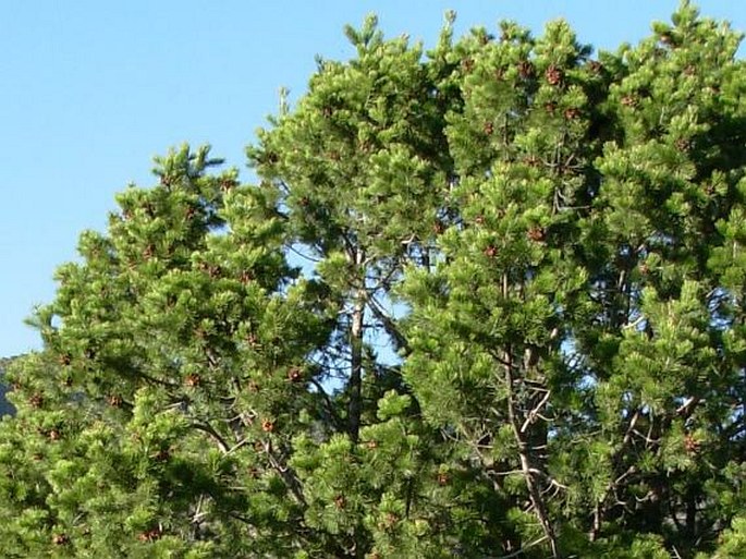 Pinus cembroides