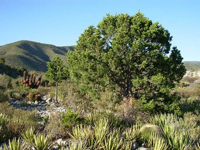 Pinus cembroides