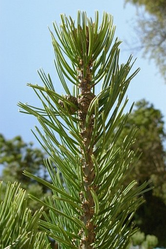 Pinus cembroides