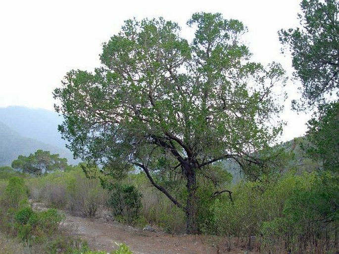 Pinus cembroides