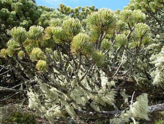 PINUS CULMINICOLA Andresen et Beaman – borovice vrcholová / borovica vrcholová