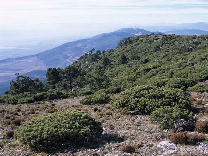 Pinus culminicola