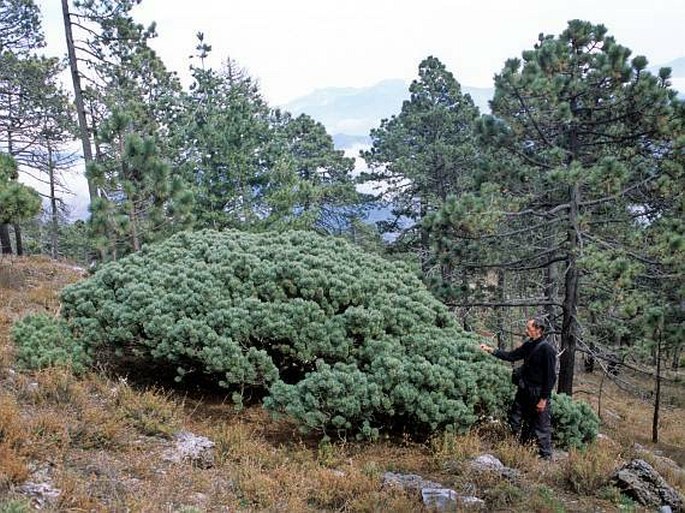 Pinus culminicola