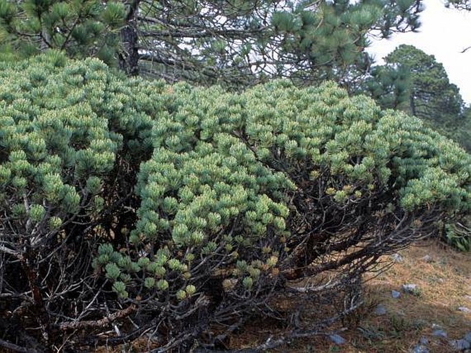 Pinus culminicola