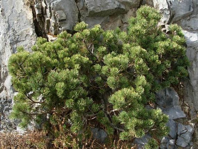 Pinus culminicola