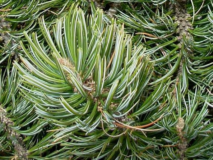 Pinus culminicola