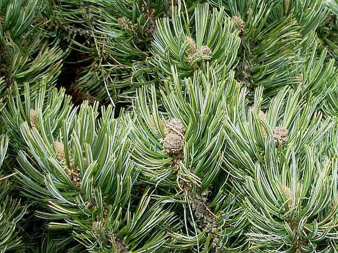 Pinus culminicola