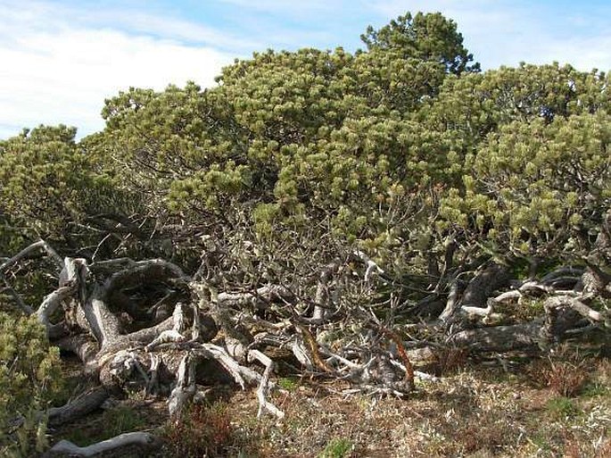 Pinus culminicola