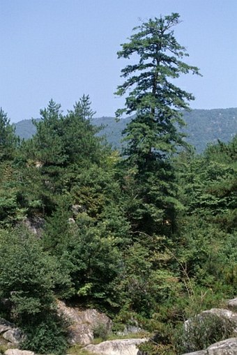 Pinus dabeshanensis