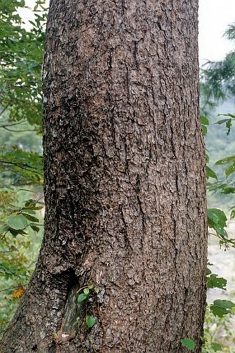 Pinus dabeshanensis