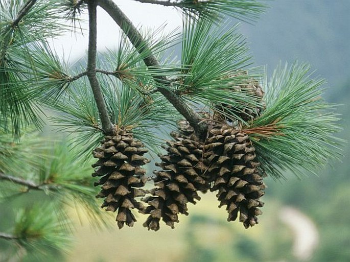 PINUS DABESHANENSIS W. C. Cheng et Y. W. Law – borovice dabiešanská / borovica