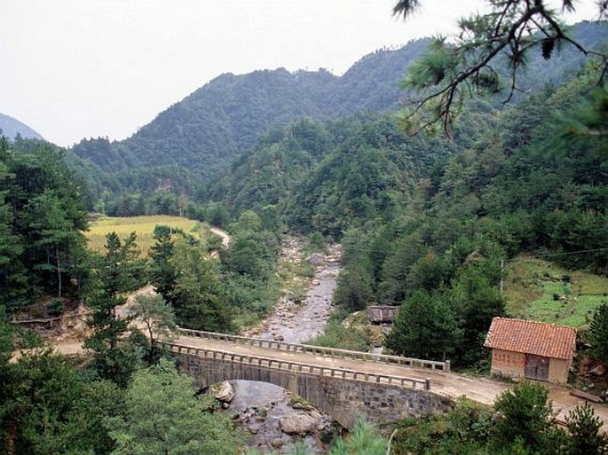 Pinus dabeshanensis