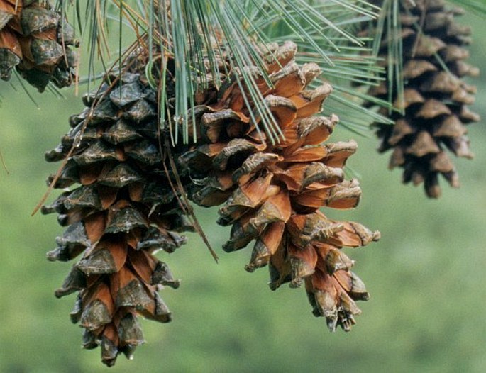 Pinus dabeshanensis