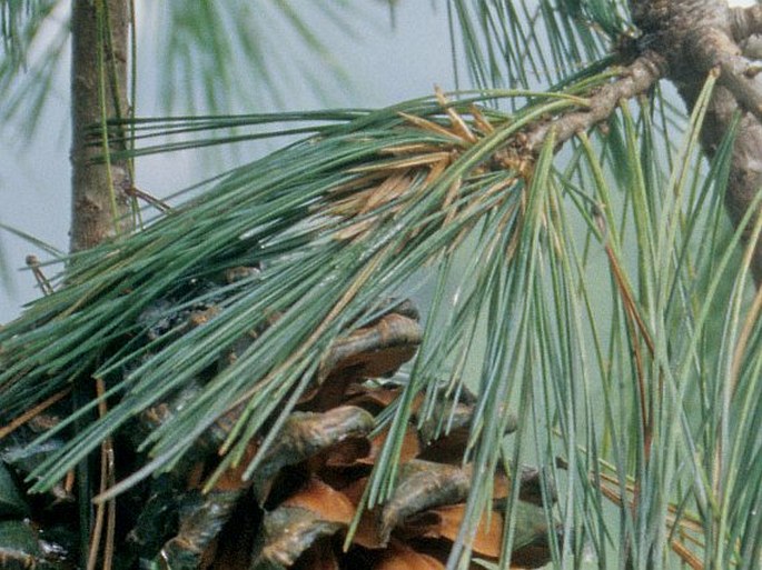 Pinus dabeshanensis