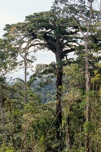 Pinus dalatensis