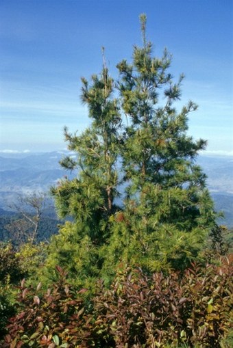 Pinus dalatensis