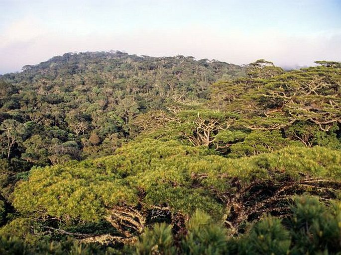 Pinus dalatensis