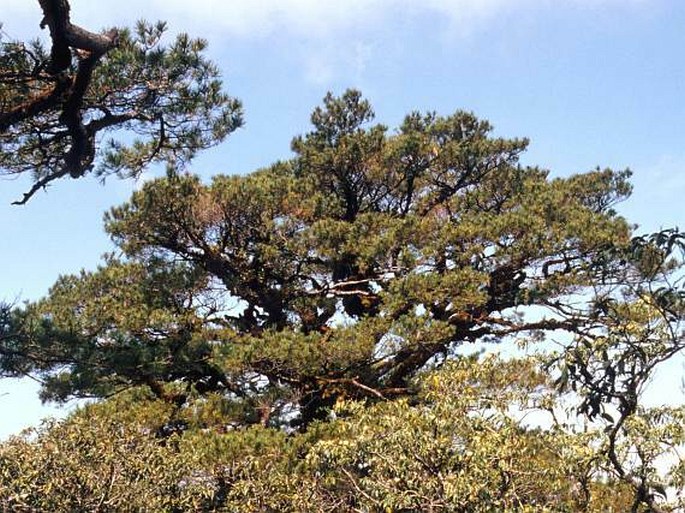 Pinus dalatensis