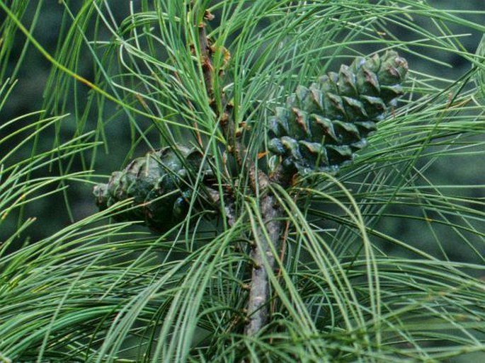 Pinus fenzeliana