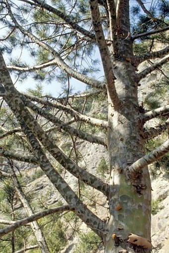 Pinus gerardiana