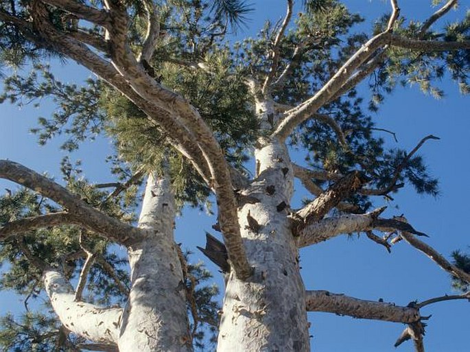 Pinus gerardiana