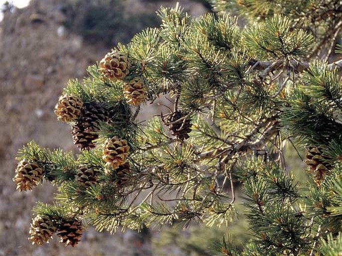 Pinus gerardiana