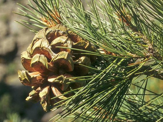 Pinus gerardiana